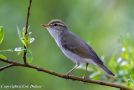 Arctic Warbler, Russian Federation (inside WP) 12th of June 2013 Photo: Eric Didner