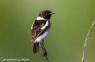 Siberian Stonechat, Male, Russian Federation (inside WP) 19th of June 2013 Photo: Eric Didner