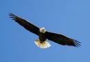 Bald Eagle, USA 7th of July 2013 Photo: Christian Andersen Jensen