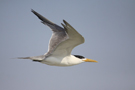 Greater Crested Tern, Egypt 5th of July 2013 Photo: Zbigniew Kajzer