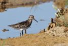 Broad-billed Sandpiper, Adult, Spain 30th of July 2013 Photo: Thomas Kuppel