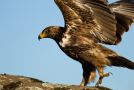 Rovørn, Imperial or Tawny Eagle??, Etiopien 16. december 2012 Foto: Thomas Varto Nielsen