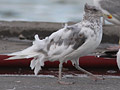 European Herring Gull, Partiel leucisme, Denmark 2nd of September 2013 Photo: Hans Henrik Larsen