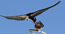 Barn Swallow, Stankelben til middag, Denmark 31st of August 2013 Photo: Hans Henrik Larsen
