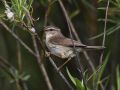 Dusky Warbler, Russian Federation (outside WP) 5th of July 2013 Photo: Michael Westerbjerg Andersen