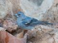 Tenerife Blue Chaffinch, Spain 6th of September 2013 Photo: David Andersson