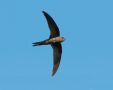 Plain Swift, Spain 6th of September 2013 Photo: David Andersson