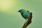 Green Tanager, Brazil 14th of July 2013 Photo: Mark Walker