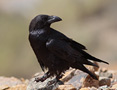 Northern Raven, ssp. tingitanus, Spain 20th of February 2013 Photo: Hans Henrik Larsen