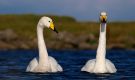 Whooper Swan, Faeroes Islands 8th of September 2013 Photo: Silas K.K. Olofson