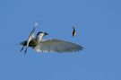 Whiskered Tern, Whiskered Tern with perch, Germany 14th of September 2013 Photo: Steffen Fahl