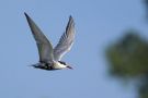 Whiskered Tern, Germany 2013 Photo: Steffen Fahl