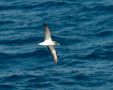 Cory's Shearwater, Spain 9th of September 2013 Photo: David Andersson