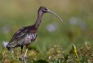 Sort Ibis, Adult in non-breeding plumage - 
