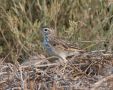 Berthelot's Pipit, Spain 5th of September 2013 Photo: David Andersson