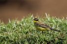 Western Yellow Wagtail, Male 