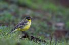 Western Yellow Wagtail, Male 