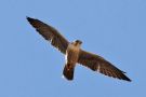 Lanner Falcon, Morocco 15th of June 2013 Photo: Hamid Yadane