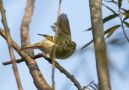 Yellow-browed Warbler, Denmark 8th of October 2013 Photo: Bo Tureby