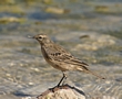 Water Pipit, Israel 29th of March 2013 Photo: Eva Foss Henriksen