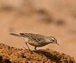 Water Pipit, Israel 30th of March 2013 Photo: Eva Foss Henriksen