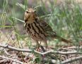 Olive-backed Pipit, China 15th of May 2009 Photo: Christian Andersen Jensen