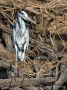 Fiskehejre (Ardea cinerea) - Grey Heron, Botswana 6th of August 2013 Photo: Søren  Vinding