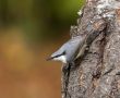 Eurasian Nuthatch, Sweden 15th of October 2013 Photo: Klaus Dichmann