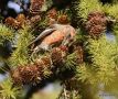 Two-barred Crossbill, Adult han, Denmark 22nd of October 2013 Photo: Carsten Siems