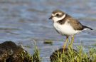 Semipalmated Plover, Azores 16th of October 2013 Photo: Mikkel Holck
