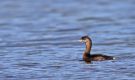Pied-billed Grebe, Azores 12th of October 2013 Photo: Mikkel Holck