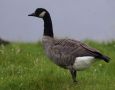 Greater Canada Goose / Lesser Canada Goose, Faeroes Islands 22nd of September 2013 Photo: Silas K.K. Olofson