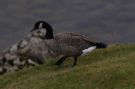 Greater Canada Goose / Lesser Canada Goose, Faeroes Islands 22nd of September 2013 Photo: Silas K.K. Olofson