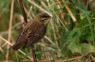 Sedge Warbler, Faeroes Islands 5th of October 2013 Photo: Silas K.K. Olofson