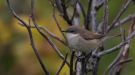 Lesser Whitethroat, Faeroes Islands 3rd of October 2013 Photo: Silas K.K. Olofson