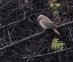 Brown Shrike, Han/male, China 17th of May 2013 Photo: Jens Thalund