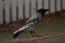 Hooded Crow, 