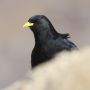 Alpine Chough, India 30th of October 2013 Photo: Paul Patrick Cullen