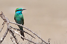 Arabian Green Bee-eater, ssp. <i>muscatensis/cyanophrys</i>, United Arab Emirates 16th of March 2013 Photo: Helge Sørensen