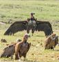Lappet-faced Vulture, Botswana 7th of August 2013 Photo: Søren  Vinding