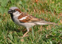 House Sparrow, Ssp ?, Egypt 3rd of May 2012 Photo: Emil Fich Larsen
