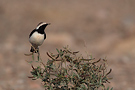 Pied Wheatear, United Arab Emirates 30th of March 2013 Photo: Helge Sørensen