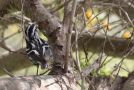 Black-and-white Warbler, USA 19th of March 2013 Photo: Jakob Ugelvig Christiansen