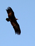 Hooded Vulture, Kenya 8th of July 2011 Photo: Hans Henrik Larsen