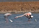 Greater Flamingo, Israel 29th of March 2013 Photo: Eva Foss Henriksen