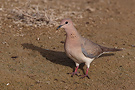 Laughing Dove, United Arab Emirates 30th of March 2013 Photo: Helge Sørensen