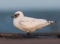 Ivory Gull, 1cy, Sweden 1st of December 2013 Photo: David Andersson