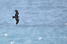 Black Kite, Arriving from Africa, Spain 27th of April 2013 Photo: Helge Sørensen
