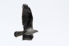 Bonelli's Eagle, Spain 29th of April 2013 Photo: Helge Sørensen