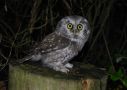 Boreal Owl, Sweden 28th of October 2008 Photo: David Andersson